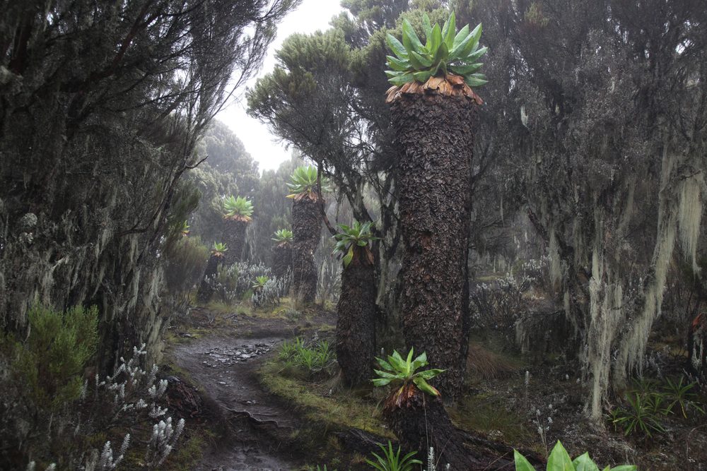 Rainforest